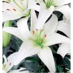 Lilium - Egzotikus ázsiai liliom virághagyma 18/20, fehér 3 db