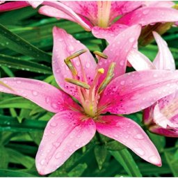 Lilium - Egzotikus Manado ázsiai liliom virághagyma 16/18, rózsaszín, 1 db