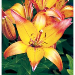 Lilium - Egzotikus Linda ázsiai liliom virághagyma 18/20, sárga-rózsaszín, 1 db