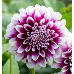 Dahlia A kert ékszere - Dália Edinburgh Lila fehér, 1 db