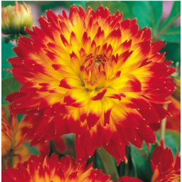 Dahlia A kert ékszere - Dália Procyon Sárga Vörös Narancs, 1 db