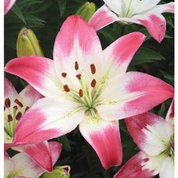 Lilium - Egzotikus Lollypop ázsiai liliom virághagyma 16/18, fehér-rózsaszín, 1 db