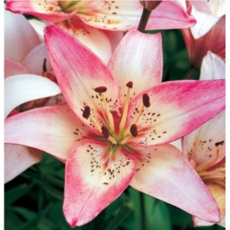 Lilium - Egzotikus Rosellas Dream ázsiai liliom virághagyma 16/18, fehér-rózsaszín, 1 db