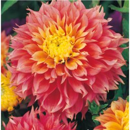 Dahlia A kert ékszere - Dália Kogane Fubuki, Lazac rózsaszín, 1db