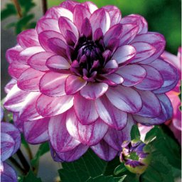 Dahlia A kert ékszere - Dália Csábítás Seduction, Lila fehér, 1db