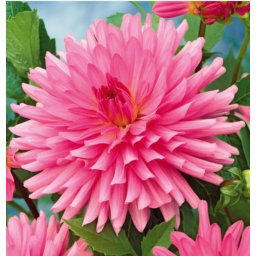 Dahlia A kert ékszere - Kaktusz Dália Rózsaszín, 3 db