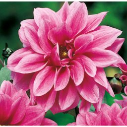 Dahlia A kert ékszere - Dália Fascination, Pink rózsaszín, 1db