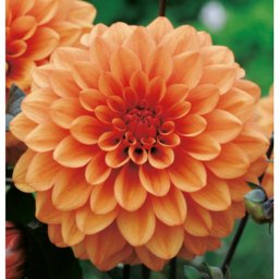 Dahlia A kert ékszere - Dália Csábítás Dekoratív Narancssárga, 3db