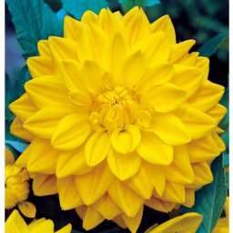 Dahlia A kert ékszere - Dália Csábítás Dekoratív sárga, 3 db