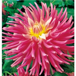 Dahlia A kert ékszere - Kaktusz Dália Good Earth Rózsaszín, 1 db