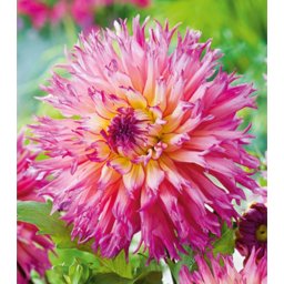 Dahlia A kert ékszere - Dália Nenekazi, Pink sárga, 1db