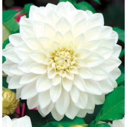 Dahlia A kert ékszere - Dália Csábítás Dekoratív fehér, 1db