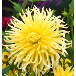 Dahlia A kert ékszere - Kaktusz Dália Krém sárga,3 db