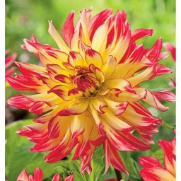 Dahlia A kert ékszere - Kaktusz Dália Vuurvogel Sárga piros, 3 db