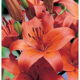 Lilium - Egzotikus ázsiai liliom virághagyma 18/20, narancssárga, 1 db