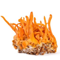 Cordyceps Militaris Gomba Oltóanyag 10ml (6355)