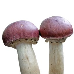 Boroskupakgomba [stropharia Rugosoannulata]oltóanyag 10ml (6356)