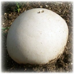Óriáspöfeteg Gomba [calvatia Gigantea] Oltóanyag 10ml (6357)