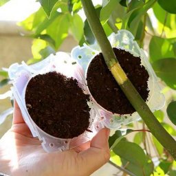 Gyökereztető Box (growing Box ) 5cm-es Átlátszó (5362)