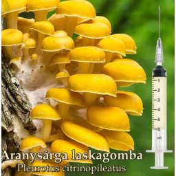 Aranylaskagomba Pleurotus Citrinopileatus Oltóanyag 10ml (6221)
