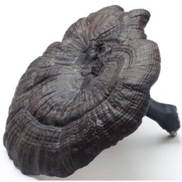 Fekete Reishi Ganoderma Formosanum Oltóanyag 10ml (6375)