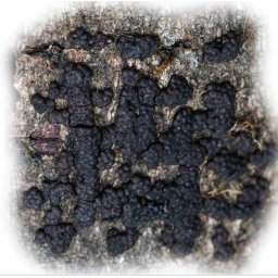Feketegomba [annulohypoxylon Sp] Oltóanyag 10ml (6376)