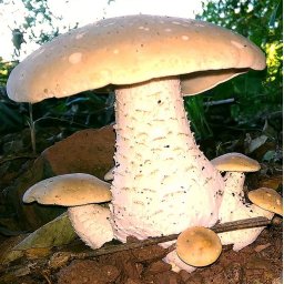Macrocybe Titans Oltóanyag 10ml (6377)