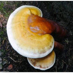 Sárga Reishi Ganoderma Curtisii Oltóanyag 10ml (6380)