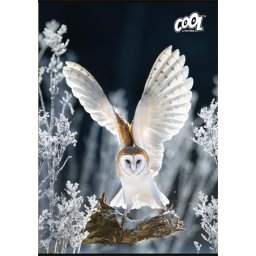 COOL BY VICTORIA Füzet, tűzött, A4, sima, 80 lap, COOL BY VICTORIA "Wise Wings"