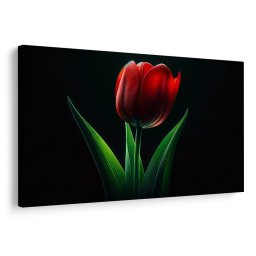 Kép vörös tulipán elegancia