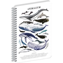 Jegyzetfüzet ikerspirálos Animalium – Marine Life, vonalas, 14,8x21cm A5, Presco