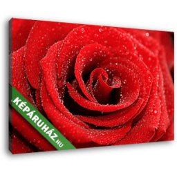 Vörös rózsa vízcseppekkel (40x25 cm, Vászonkép )