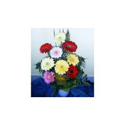 Népszerű kilences - Gerbera 01