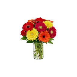 Linné barátja - Gerbera 05