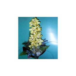 Ali Baba - Orchidea 01