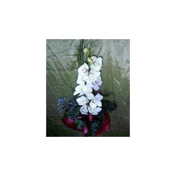 Aladdin - Orchidea 02
