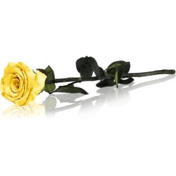 RoseAmor Yellow stabilised rose on a stalk 30 cm 1 pc