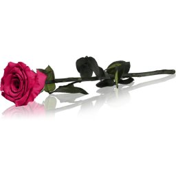 RoseAmor Fuchsia stabilised rose on a stalk 30 cm 1 pc