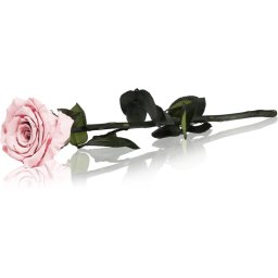 RoseAmor Pink stabilised rose on a stalk 30 cm 1 pc