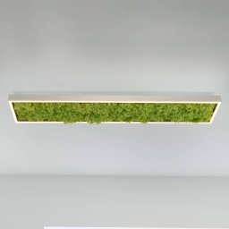 JUST LIGHT. GmbH Green Knut LED ceiling light with real moss