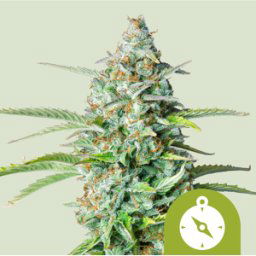Royal Queen Seeds Cannabis Seeds Northern Light Auto 1 Pcs