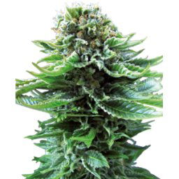 Sensi Seeds Cannabis Seeds Northern Lights Automatic® Feminized, 3-10 Pcs 3 Pcs