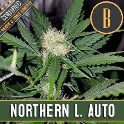 Blimburn Seeds Cannabis Seeds Northern Lights Auto 9 Pcs