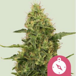 Royal Queen Seeds Cannabis Seeds Northern Light Feminized 1 Pcs