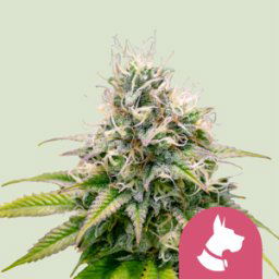 Royal Queen Seeds Cannabis Seeds Kali Dog Feminized 3 Pcs