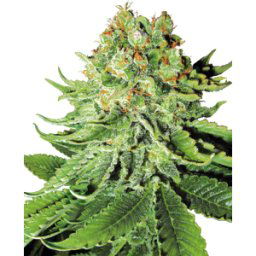 Sensi Seeds Cannabis Seeds Northern Lights Automatic Feminized By White Label, 3-10 Pcs 3 Pcs
