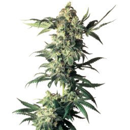 Sensi Seeds Cannabis Seeds Northern Lights Feminized By White Label, 3-10 Pcs 10 Pcs