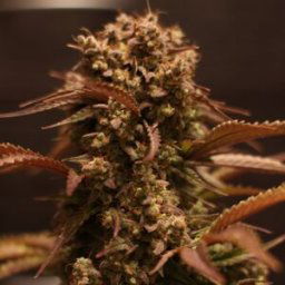 Doctor´s Choice Seeds Purple Ryder Auto Feminized 5 Pcs