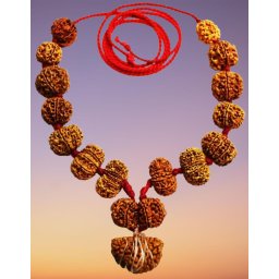 Rudraksha Siddha Mala [Thread Strung]