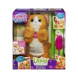 Gatto Daisy